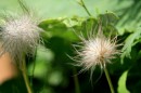 Kuechenschelle - Pulsatilla vulgaris (2) * 1584 x 1056 * (419KB)